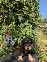 Cachorros Mezcla Schnauzer Mini Con Salchicha Mini