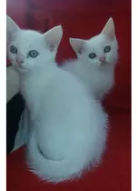 Crías Machos De Gatitos Siberianos Blancos De Ojos Azules