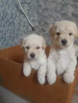 Perfeitos Filhotes De Poodle Toy Branco Microchipados