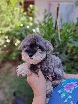 Cachorro Schnauzer Miniatura Inscrito Kcc Macho