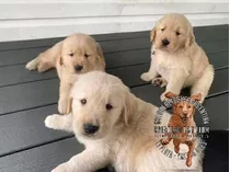 Cachorros Golden Retriever De Campo, Sanos Y Super Puros