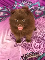 Cachorra Pomeranian Chocolate Bogotá Pura Raza Animal Pets C