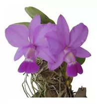 Kit Orquídeas Cattleya Walkeriana Tipo Adultas Com 5 Plantas