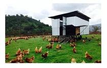 Pdf Guia De Gallinas En Pastoreo, Huevo Feliz