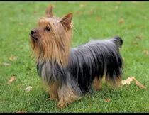 Busco Tipo Silkye O Silky Terrier  Para Monta 