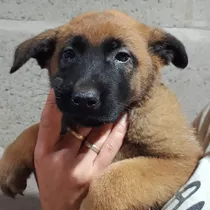 Cachorros Ovejeros Belga Malinois Pedigree Fca