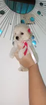 Hermoso Cachorros De Poodle Miniatura
