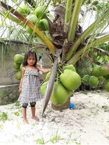 Palma De Coco Gigante, Super Enano