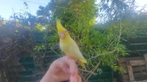 Cocotilla Ninfa Papilleras Comiendo Solas Super Mimosas 