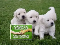 Las Mas Hermosas Puras Y Sanas Cachorras Golden Bebotas-