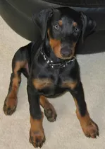 Cachorros Doberman Padres Importados