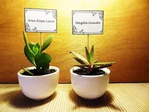 Oferta Regalos Matrimonio Recuerdos Cactus Suculentas 