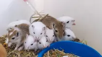 Esquilos Da Mongolia-gerbil, Entregamos Em Todas As Estações