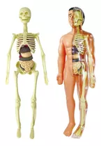 Modelo 3d De Anatomia Do Corpo Humano Em Plástico Infantil.
