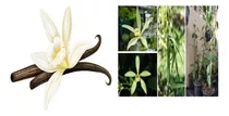 3 Orquídea Vainilla  X Tahitiensis Con Envio 