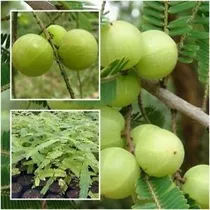 Sementes Fruta Amla Groselha Indiana Phyllanthus Emblica