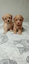 French Poodle Hermosos Cachorros