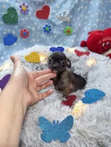 Chihuahua Miniatura