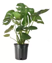 Planta Viva De Monstera Deliciosa Frutos Comestibles, P...