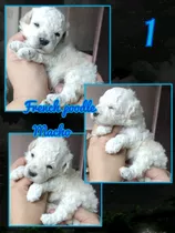 Cachorros Poodle Mini Toys Tacita De Te Maltipoo Pequeños 