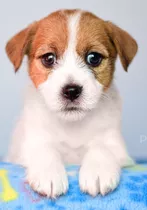 Jack Russell Terrier Cachorros