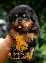 Cachorro Rottweiler 82