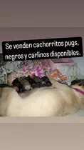 Cachorros Pug Carlino