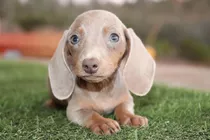 Dachshund Miniatura Salchichas