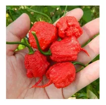 Semillas Chile Carolina Reaper Rojo! Picante Record Guinness