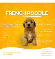 Cachorro French Poodle Apricot