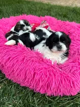 Hermosos Cachorros Shih Tzu