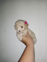 Hermoso Cachorro De Poodle Miniatura 