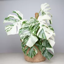 Kit 50 Semillas De Monstera Variegata + 10 Variedad Rosa