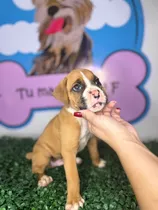 Cachorros Boxer 