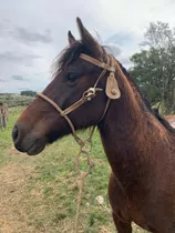 Caballo Criollo , Puro De Pedigree 8 Años