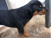 Rottweiler Filhotes Com Pedigree Só