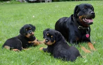 Rottweiler Os Magnificos Filhotes 