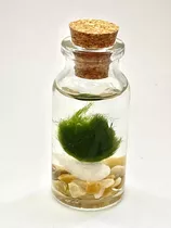 Marimo Moss Ball Baby