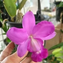 Orquídea Cattleya Walkeriana Muda Pequena Cores Variadas