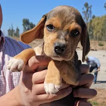 Cachorros Beagle Enanos Región Del Maule 