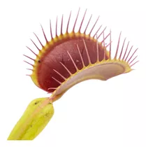 Plantas Carnívoras: Venus Atrapamoscas (dionaea Muscipula).