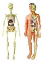 Modelo 3d De Anatomia Do Corpo Humano Em Plástico Infantil.