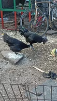 Huevos Fértiles Cemani