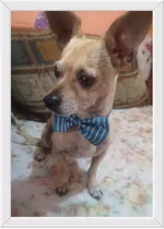 Renta Perro Semental Chihuahua 