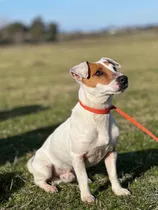 Cachorro Jack Russell Padres C/ Pedigree. 