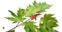 Plantón Arce Canadiense Maple Plateado Acer Sccharinum