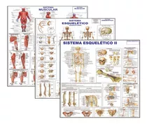 Kit 3 Mapas Sistema Muscular - Esquelético 1 - Esquelético 2