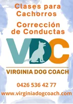 Entrenamiento Canino A Domicilio Y Asesorías Por Video Chat