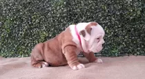 Cachorros Bulldog Inglés