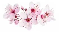 Cerezo De Flor O Sakura 2 M Gratis Solo A Rm